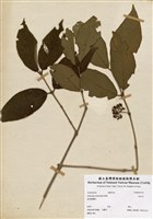 藏品(杜虹花)的圖片